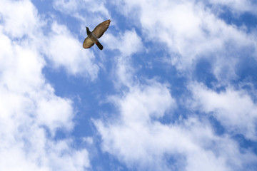 bird flying through the sky