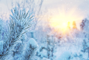 Winter bright background. Branches of pine covered with frost in the sun