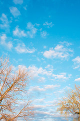 blue sky with tree