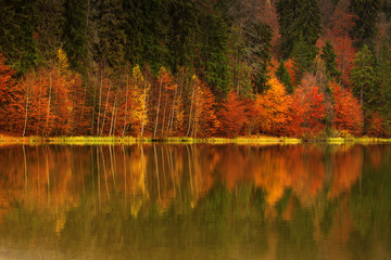 lake near a forest in great autumn