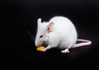 Small white mouse with a block of cheese isolated on a black background