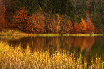 lake near a forest in great autumn