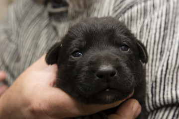 Black puppy dog.