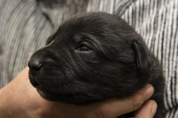 Black puppy dog.