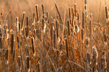 Cattail reeds in a swamp with early morning sun behind them