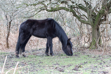 Black hairy with long mane poor wild horse eats dry grass in res