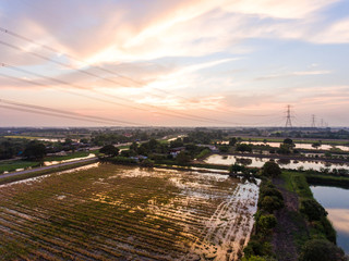 Aerial view of Rice farm with Water Surface and Electicity Tower