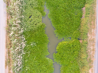 Top view of Small River  cover by Water hyacinth.