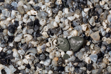 Background of tiny snail shells in assorted colors