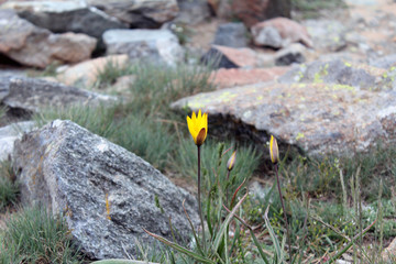 Yellow Flowers Emerging from Stones