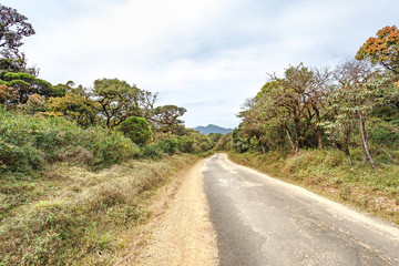 Fototapeta na wymiar Road in Horton Plains National Park, Sri Lanka.
