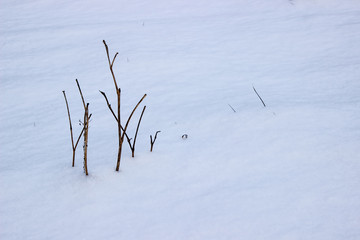 Fototapeta na wymiar Little tree on white snow. Winter background.