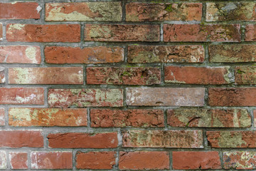 Obraz premium old brick wall covered with moss