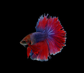 Siamese fighting fish on black background