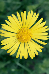 Colorful, beautiful, delicate flower in the garden