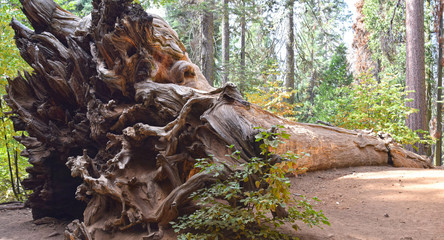 Naklejka na ściany i meble Yosemite National Park, fallen sequoia tree