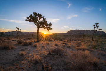 Fototapeta premium Joshua Tree national park sunrise 