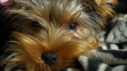 Naklejka premium sad Yorkshire terrier lonely sick dog on the bed
