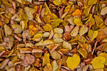 Closeup of fallen autumn leaves for background/texture