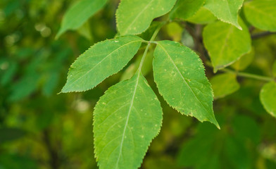 Close-up of green leaves growing on twigs
