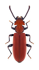 Beetle Cucujus cinnaberinus on a white background