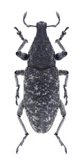 Beetle Cyphocleonus achates on a white background