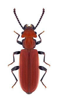 Beetle Cucujus cinnaberinus on a white background