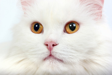 Fototapeta premium white cat head with yellow eyes closeup image