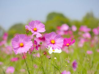 Pink cosmos flower with blur background and blue sky 1