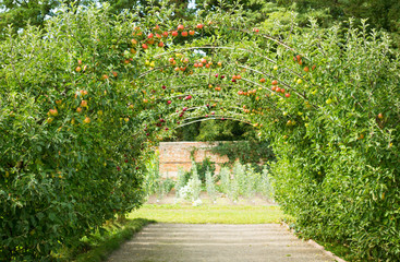 Apple orchard