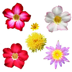Various Flowers Isolated on White Background