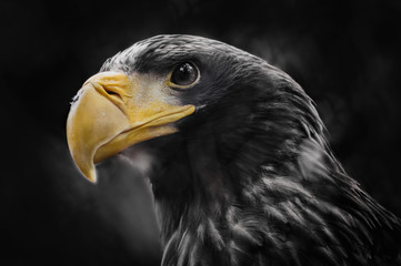 Steller's sea eagle/Steller's sea eagle at the zoo in Novosibirsk, Russia