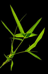  tige de bambou sur fond noir 