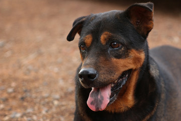 Portrait of Thai Ridgeback dog
