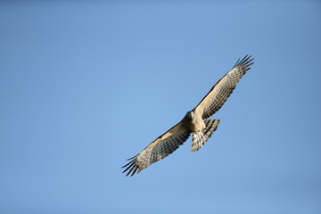 Obraz premium ハチクマ,鳥綱タカ目タカ科ハチクマ属