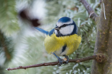 Blaumeise
