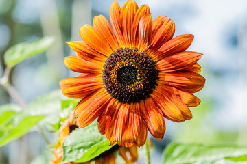 Close up of sunflower against a field