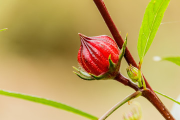 Hibiscus sabdariffa or roselle fruits