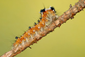 caterpillar