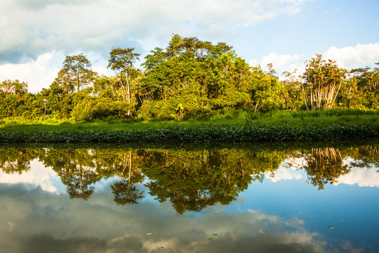 Reflected jungle