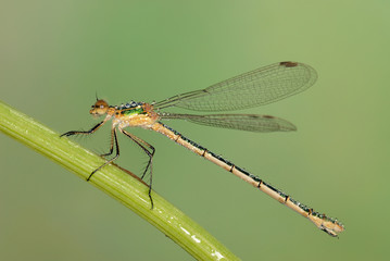 dragonfly