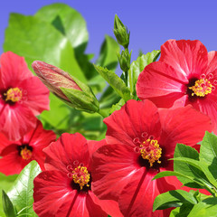 Beautiful floral background of red hibiscus 