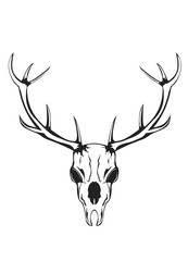 skull of deer with horns