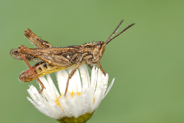 insect