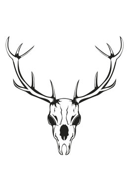 skull of deer with horns