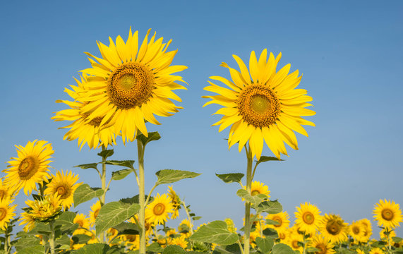 Sunflowers at Saraburi province, Thailand