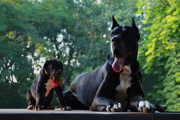 Beautiful Great Dane puppy and