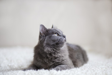 Fluffy gray cat sitting on the couch - 131289163