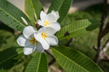 Plumeria white flower