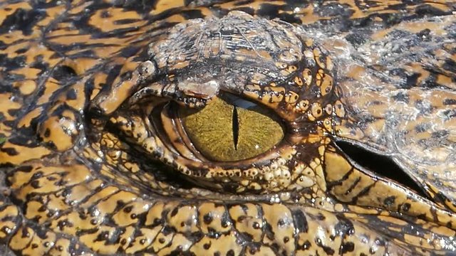 Closed up of crocodile's eye when open eyes.